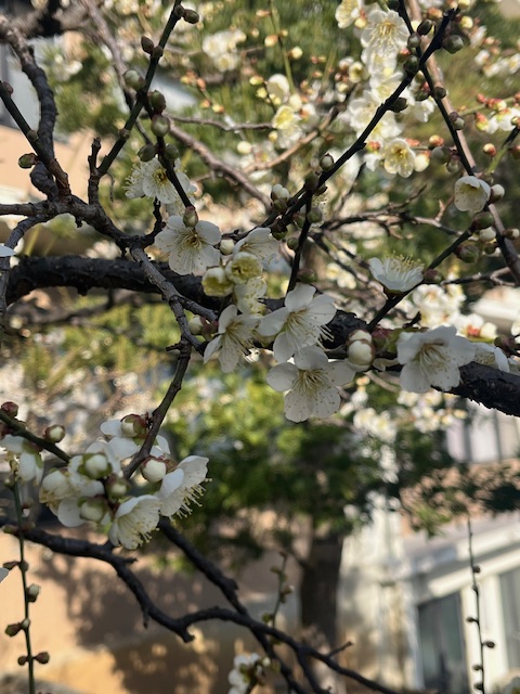 前庭の白梅が咲き始めました