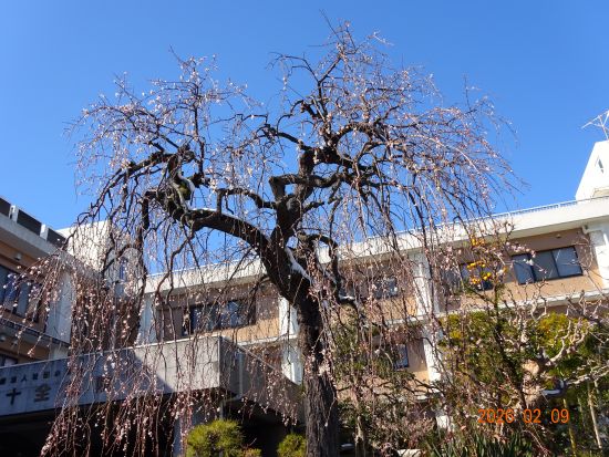 2月8日は稀に見る大雪でしたね