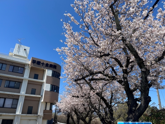 心安らぐ春の景色をおすそ分け。満開の桜と屋上からの大パノラマ