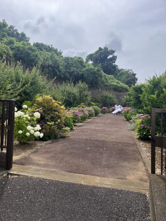 梅雨のひととき、紫陽花のお花見へ